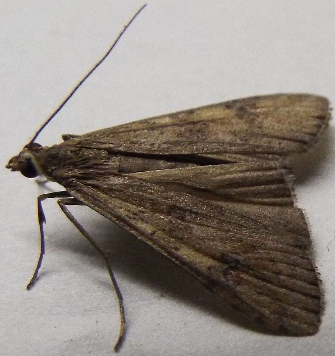 Nomophila noctuella (Crambidae)